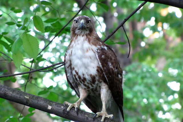 A red-tailed hawk in Central Park